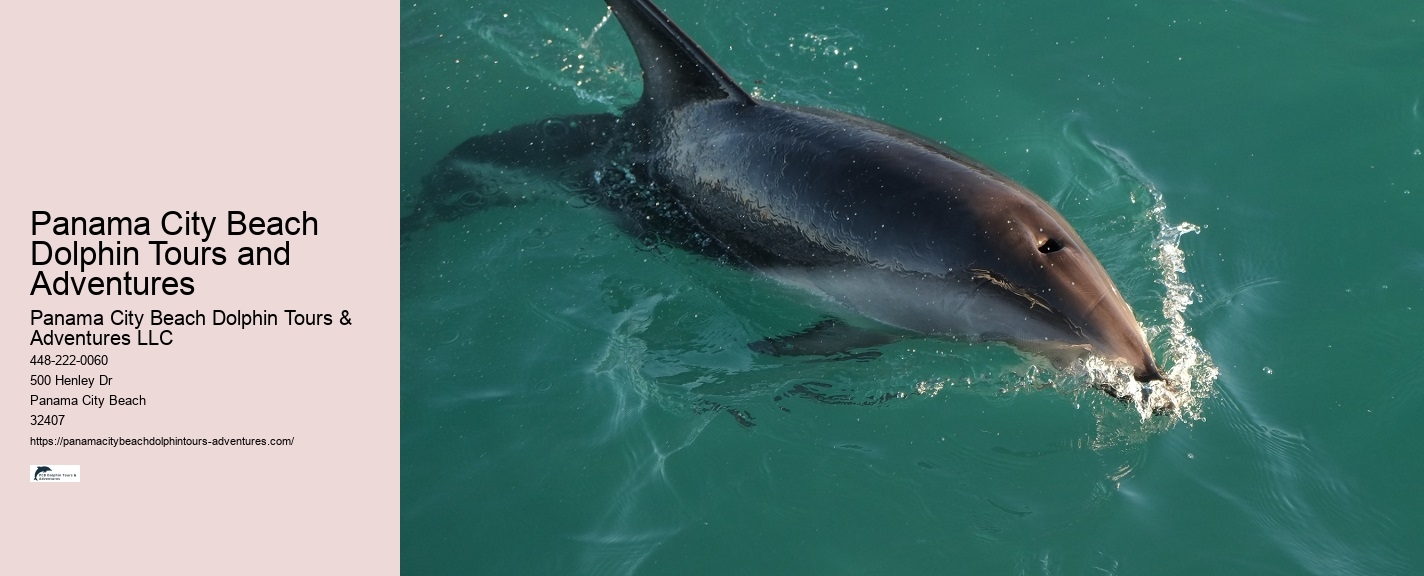 VIP Dolphin Safari with Snorkeling