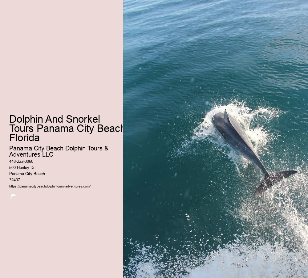 Panama City Beach Dolphin Tour With Snorkeling