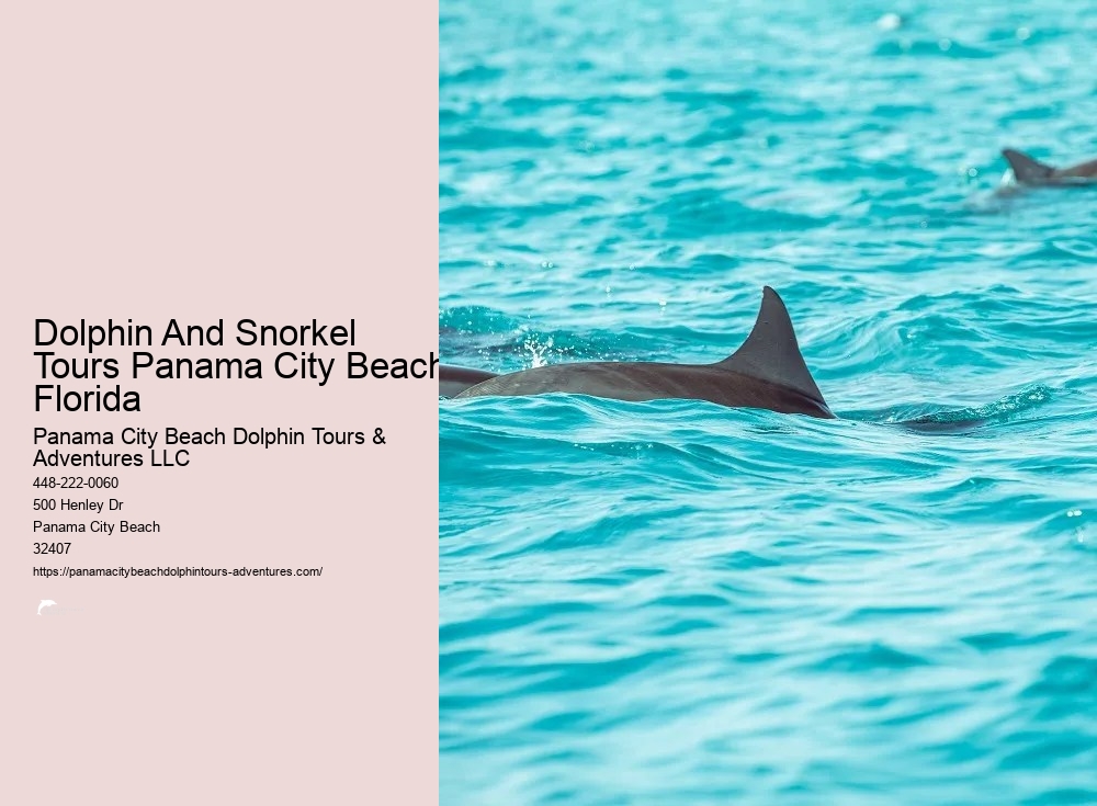 Panama City Beach Shell Island Dolphin And Snorkel Cruise