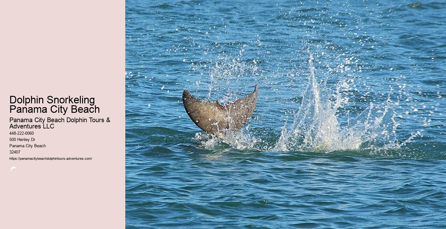 Panama City Beach Shell Island Dolphin And Snorkel Cruise