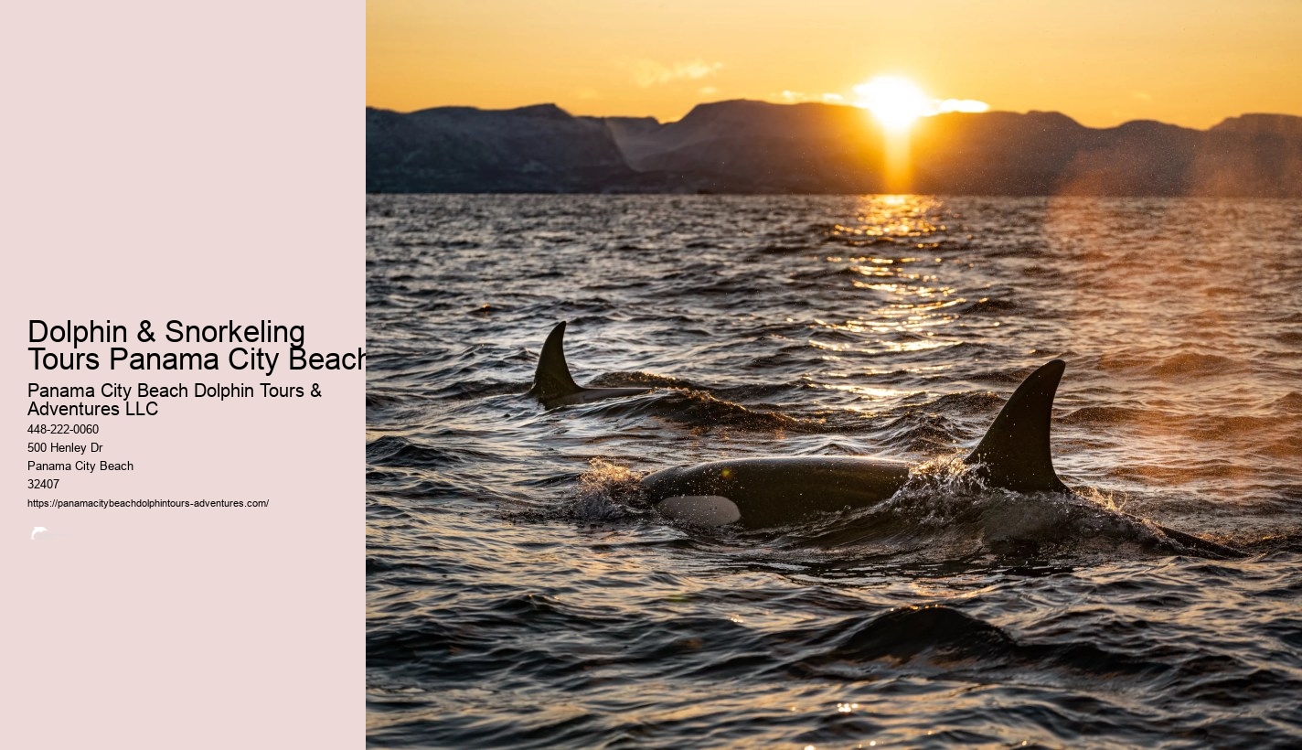 Panama City Beach Dolphin Tour With Snorkeling