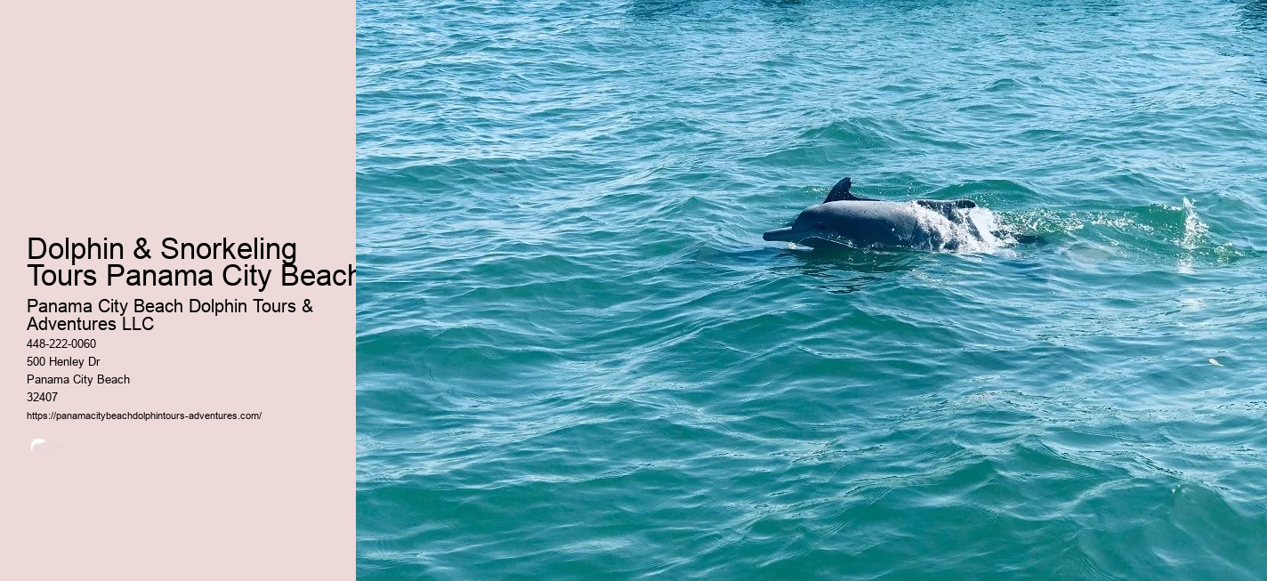 Panama City Beach Dolphin Tour With Snorkeling