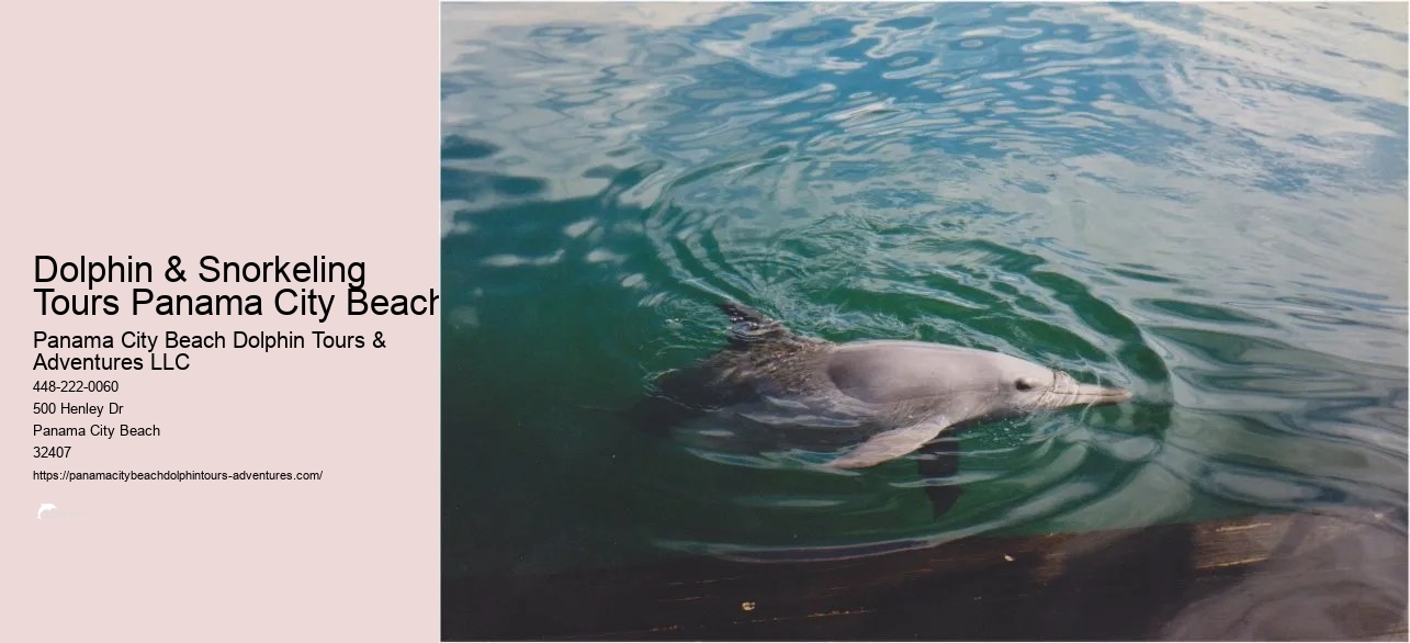 Panama City Beach Shell Island Dolphin And Snorkel Cruise