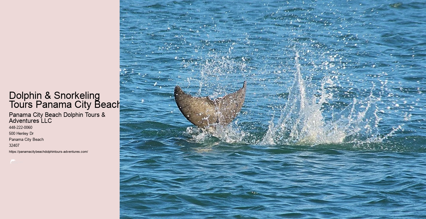 Dolphin And Snorkeling Tours Panama City Beach Fl