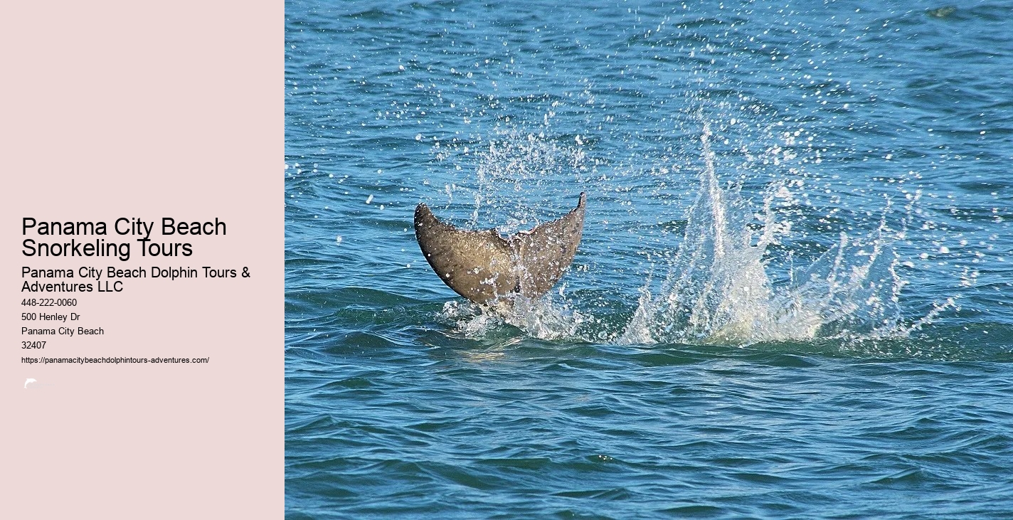 Dolphin And Snorkeling Tours Panama City Beach