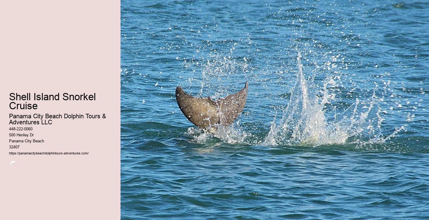 Dolphin & Snorkeling Tours Panama City Beach