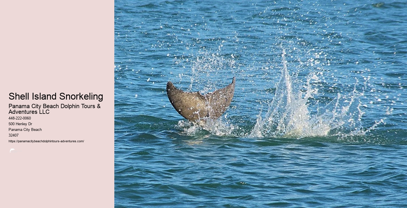 Shell Island Snorkeling