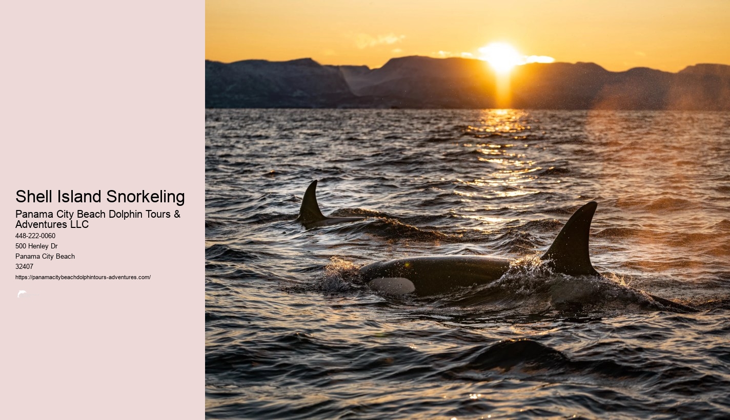 Dolphin & Snorkeling Tours Panama City Beach