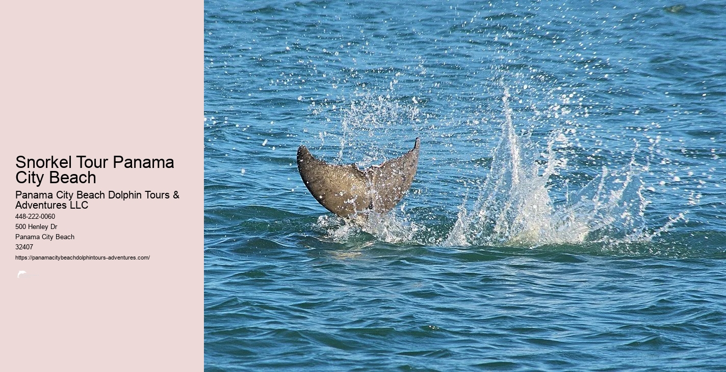 Shell Island Dolphin And Snorkeling Tour