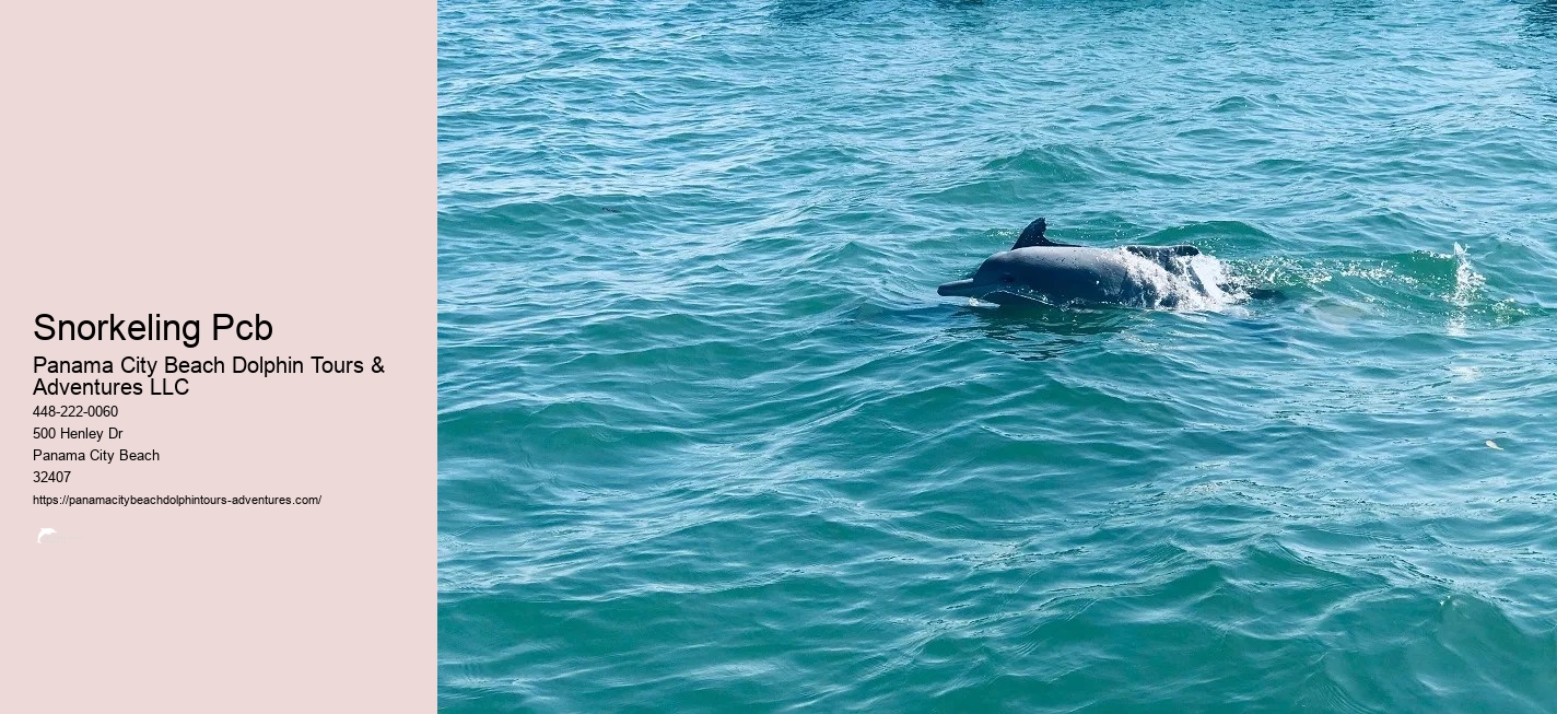 Shell Island Snorkel Cruise