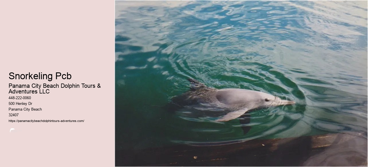 Dolphin And Snorkel Tours Panama City Beach