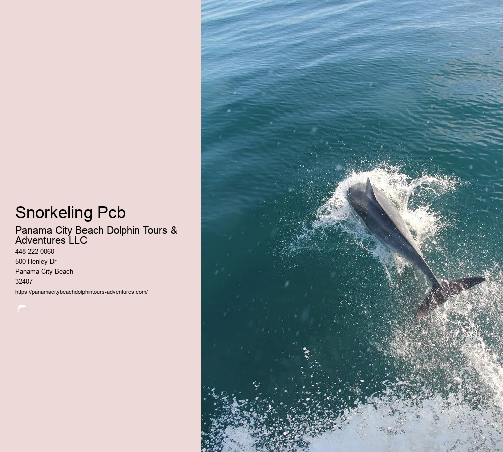 Snorkeling Tours In Panama City Beach Fl